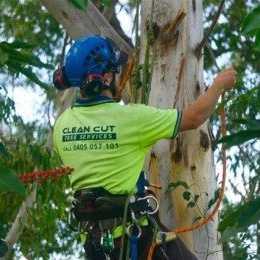 Removal of Tree in Tweed Heads