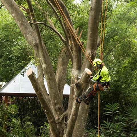 gold coast tree maintenance