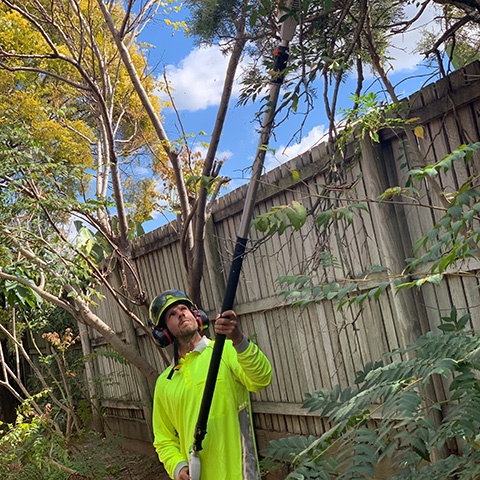 Tree Pruning on the Gold Coast