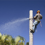 gold coast palm tree removal