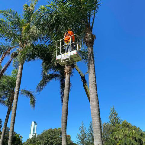 goldcoast-palm-cleaning
