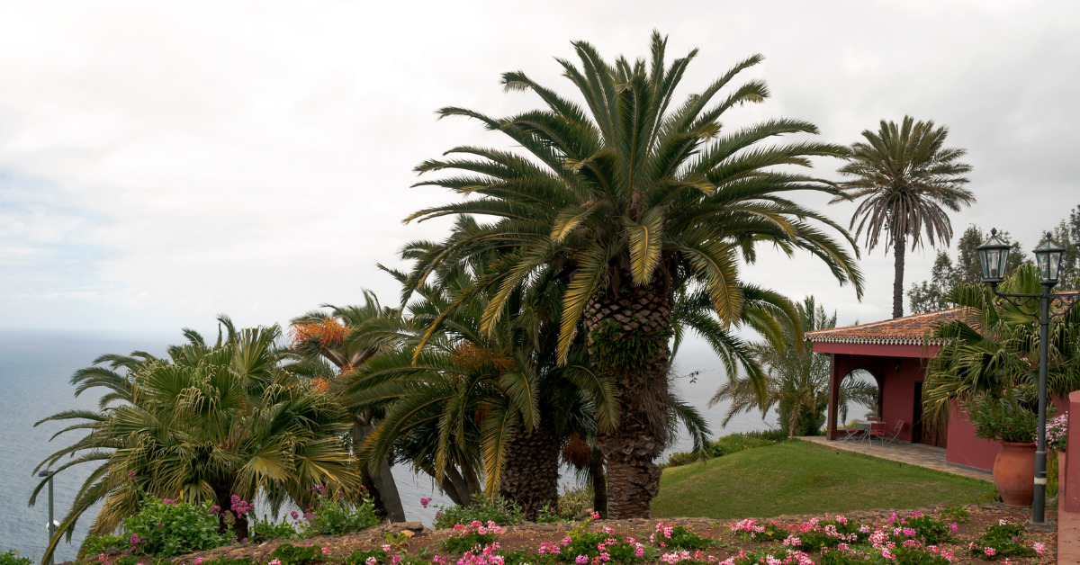 what-does-palm-tree-cleaning-involve-clean-cut-trees