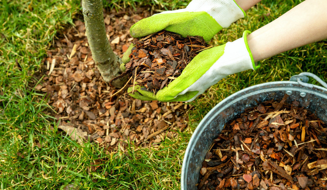 The Importance of Mulching Your Garden