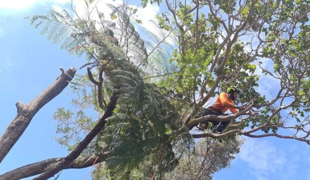 Beware Of The Top 3 Tree Pests Found In Gold Coast