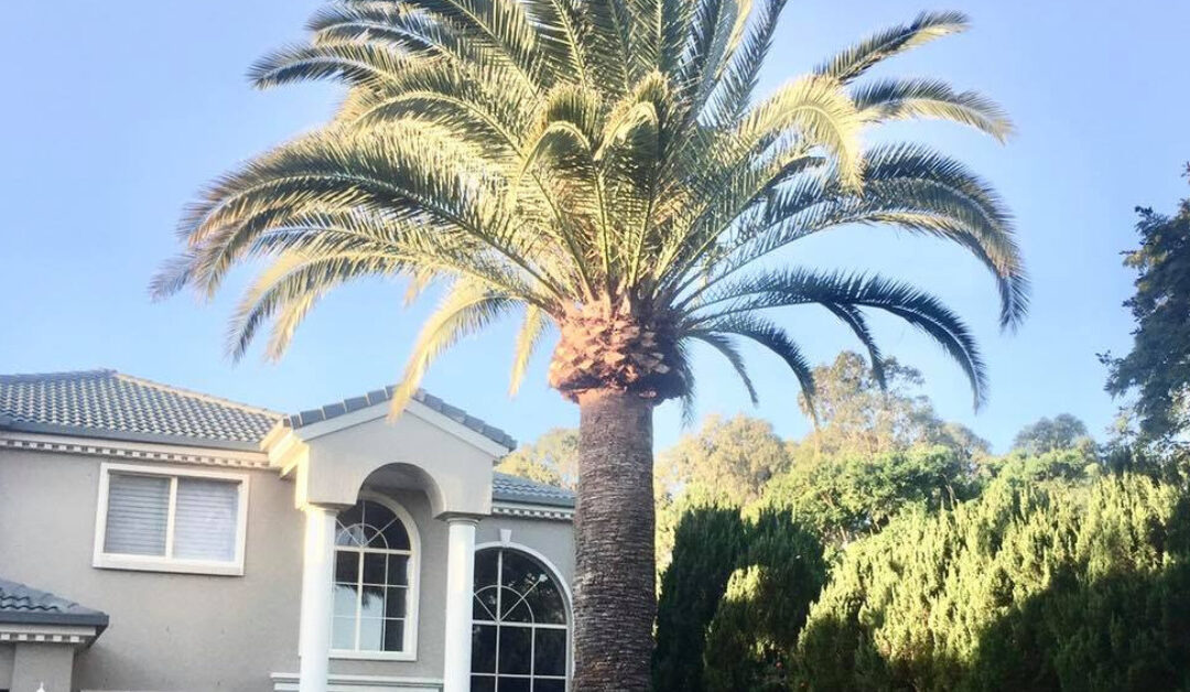 How To Tell When It’s Time For A Professional Palm Tree Cleaning Service