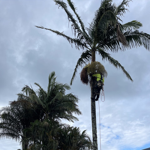 palm cleaning gold coast
