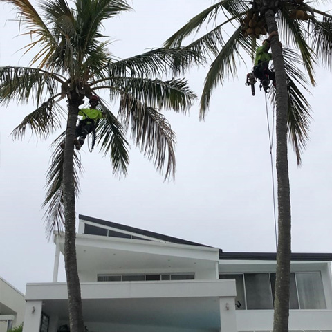 palm tree removal gold coast