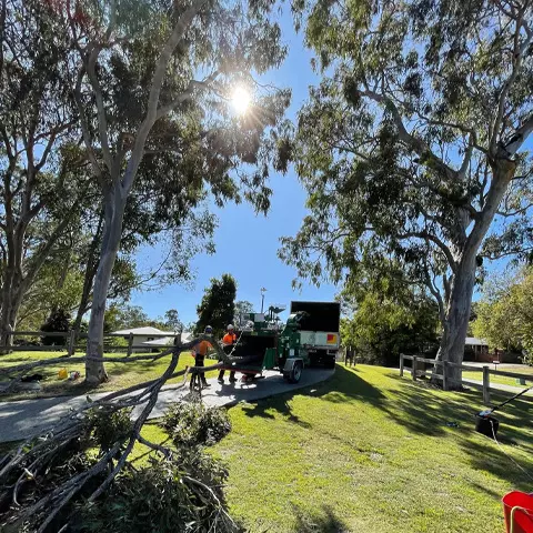 tree maintenance gold coast