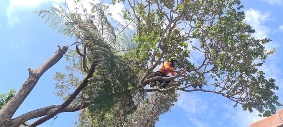 Why Timing Matters In Tree Pruning