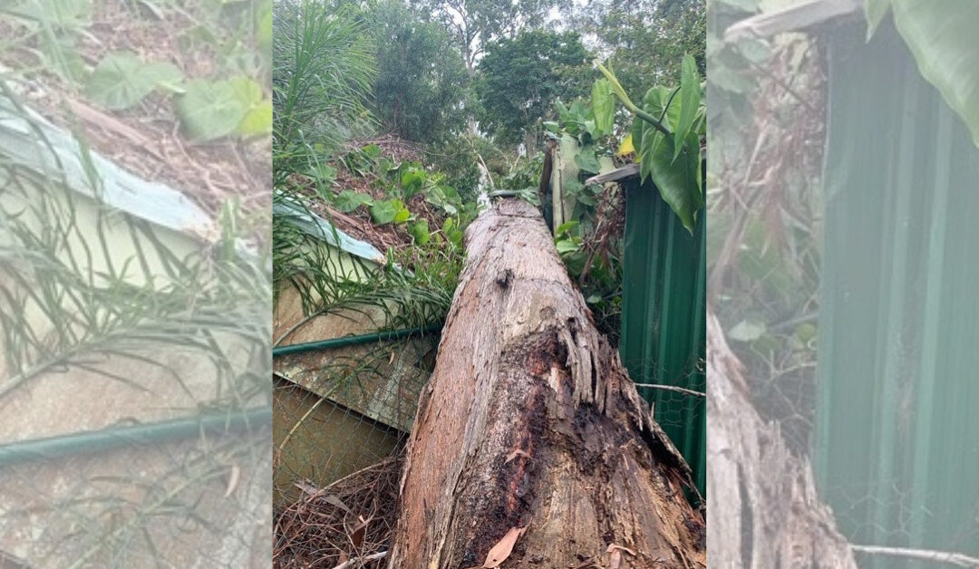 Determining Responsibility For Tree Removal For A Fallen Tree On The Gold Coast