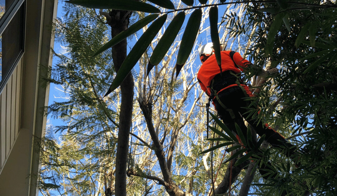 Benefits Of Hiring An Arborist For Tree Pruning And Maintenance