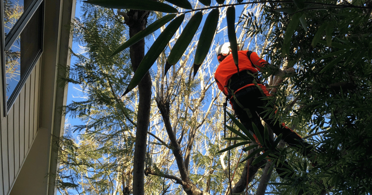 Benefits Of Hiring An Arborist For Tree Pruning And Maintenance