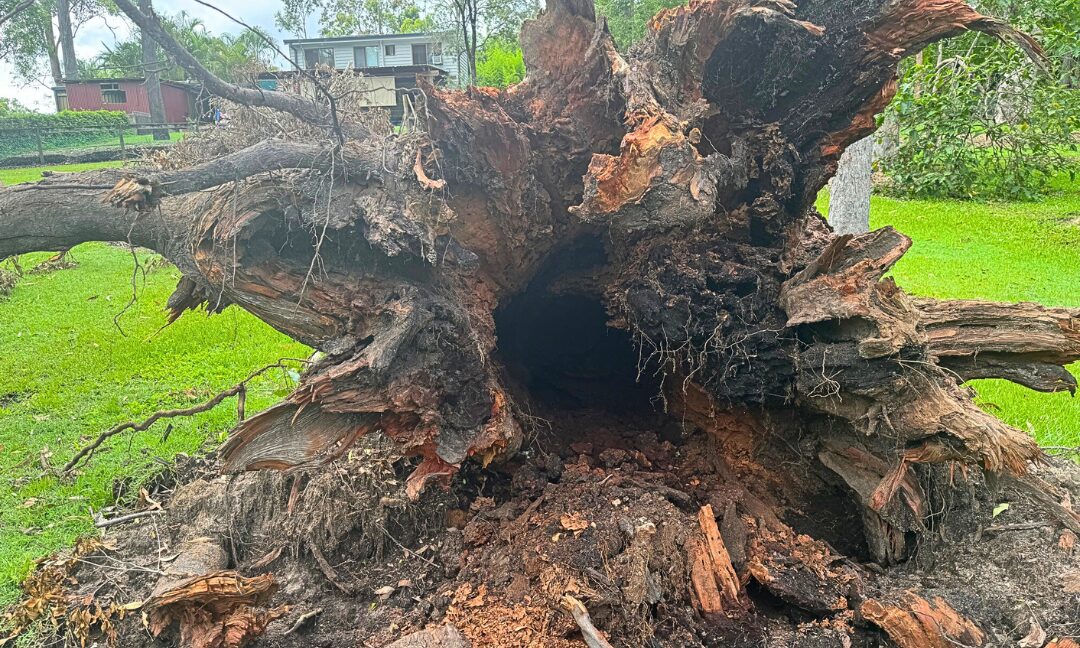 Gold Coast Tree Removal Decisions: A Guide to Assessing Trees After Wet Weather