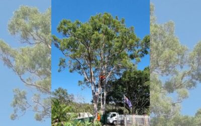 Maximising Tree Health: Essential Tips for Gold Coast Tree Pruning