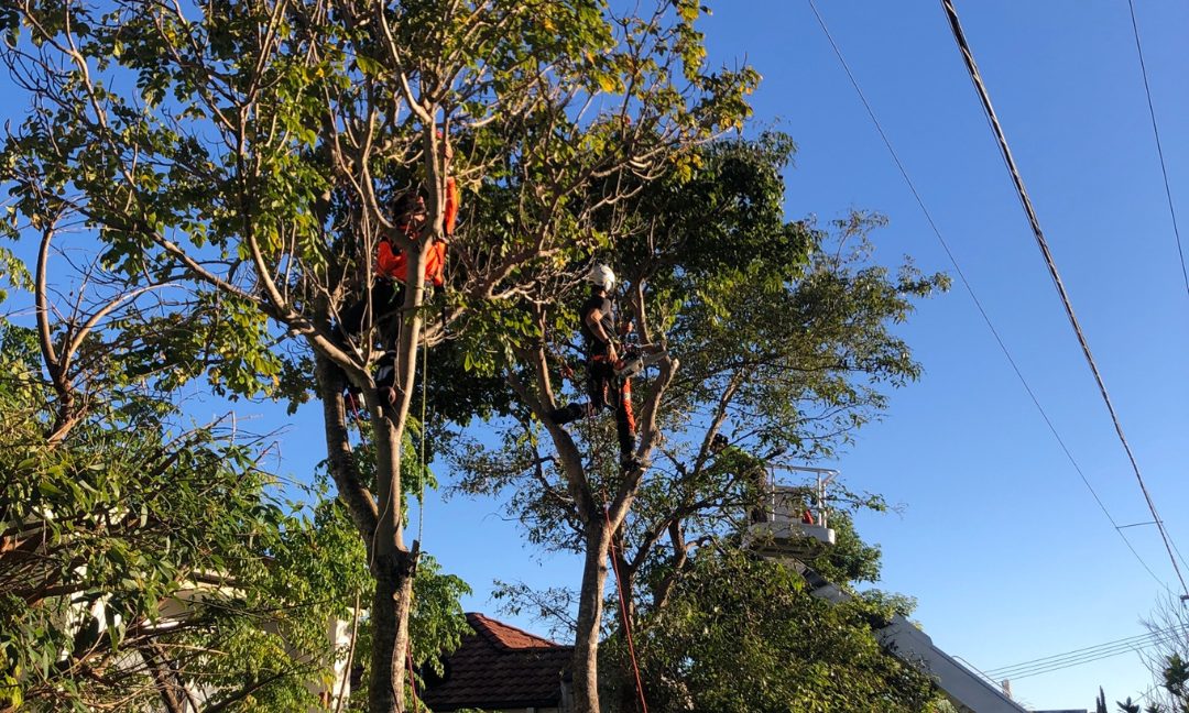 Why Winter is the Perfect Time for Tree Lopping on the Gold Coast