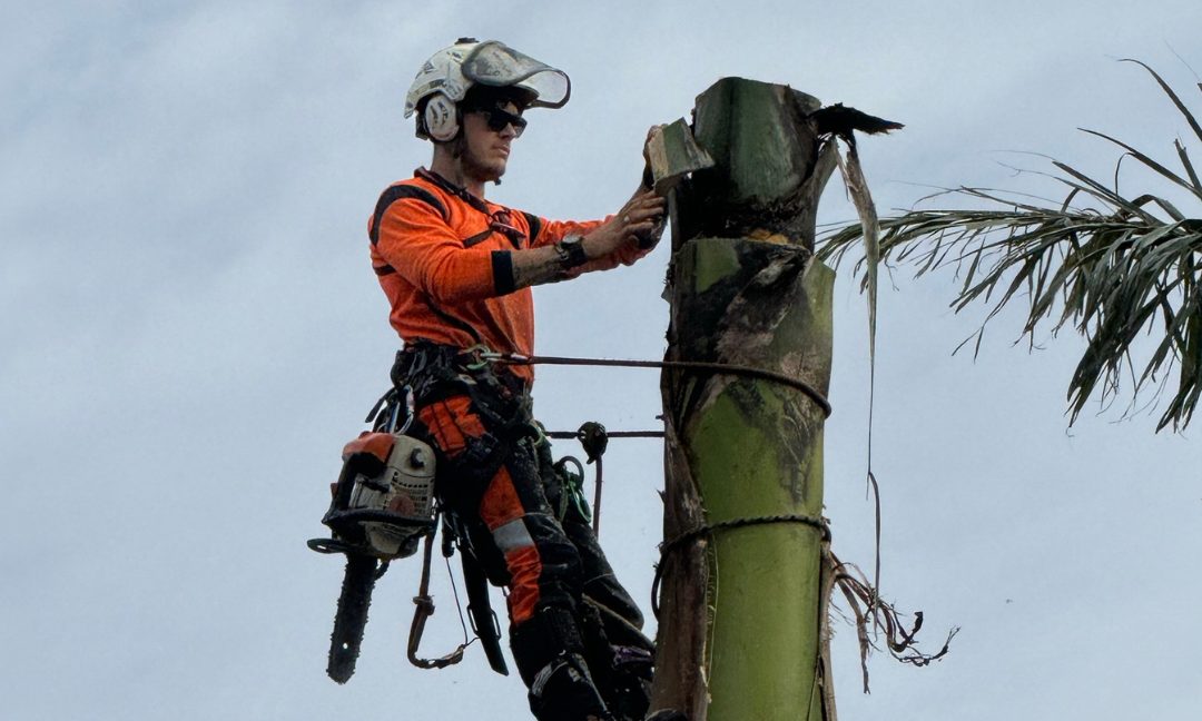 Safeguard Your Property with Preventative Gold Coast Tree Removal