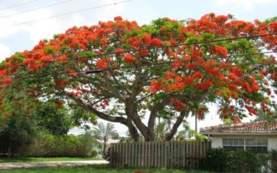 Gold Coast Tree Lopping Techniques for Better Blooms in Spring