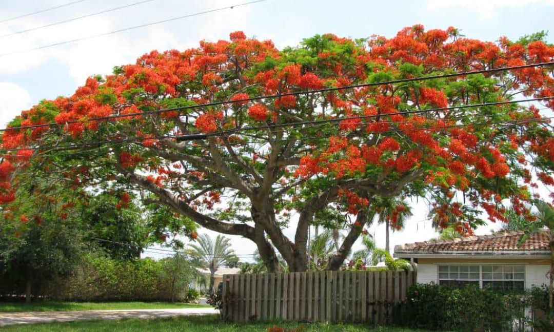 Gold Coast Tree Lopping Techniques for Better Blooms in Spring