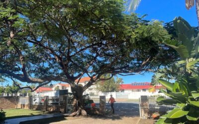 Tree Pruning Gold Coast: How to Choose the Right Arborist for Your Trees