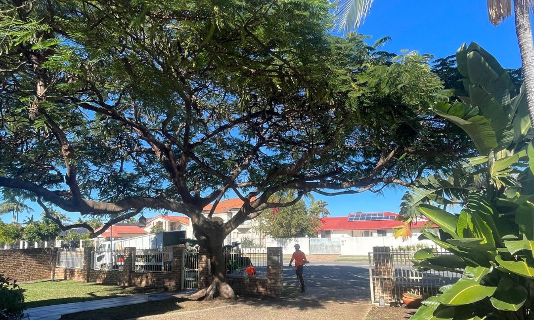 Tree Pruning Gold Coast: How to Choose the Right Arborist for Your Trees